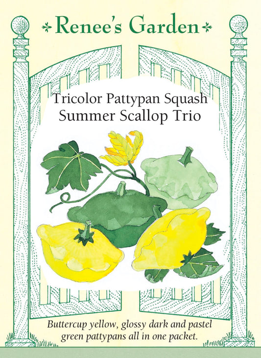 Tricolor Pattypan Squash - Summer Scallop Trio