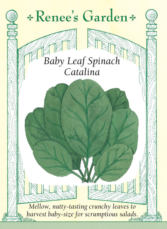 Baby Leaf Spinach - Catalina
