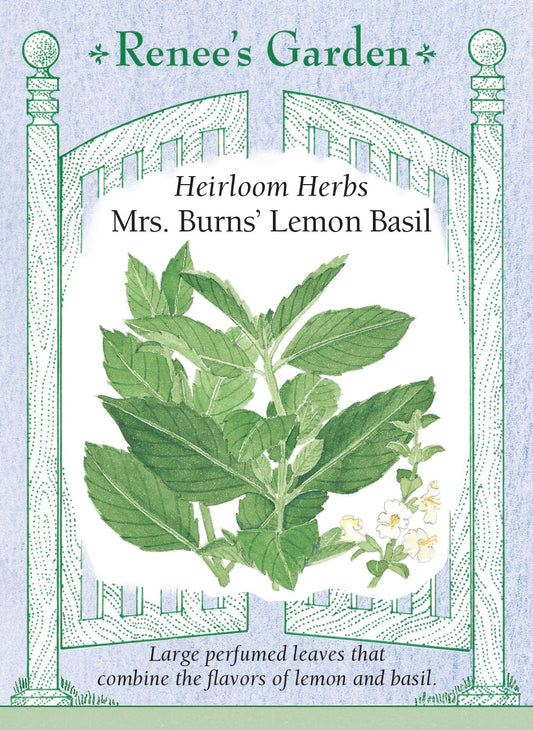 Heirloom Herbs - Mrs. Burns' Lemon Basil
