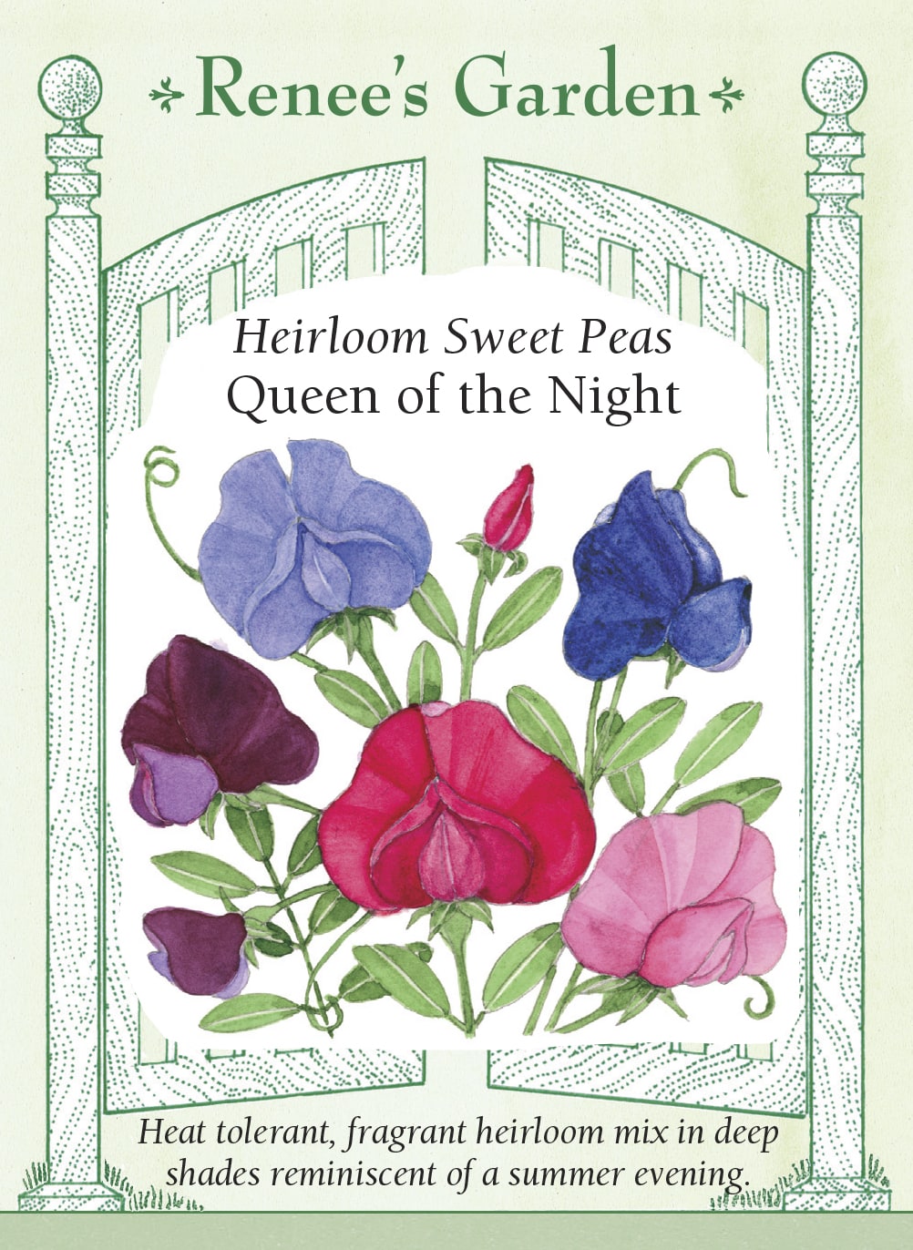 Heirloom Sweet Peas - Queen of the Night