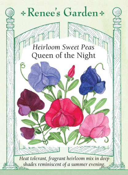 Heirloom Sweet Peas - Queen of the Night
