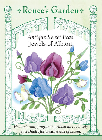 Antique Sweet Peas - Jewels of Albion