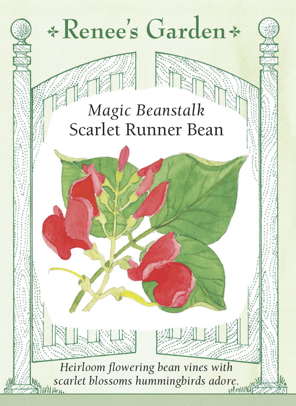 Magic Beanstalk - Scarlet Runner Bean