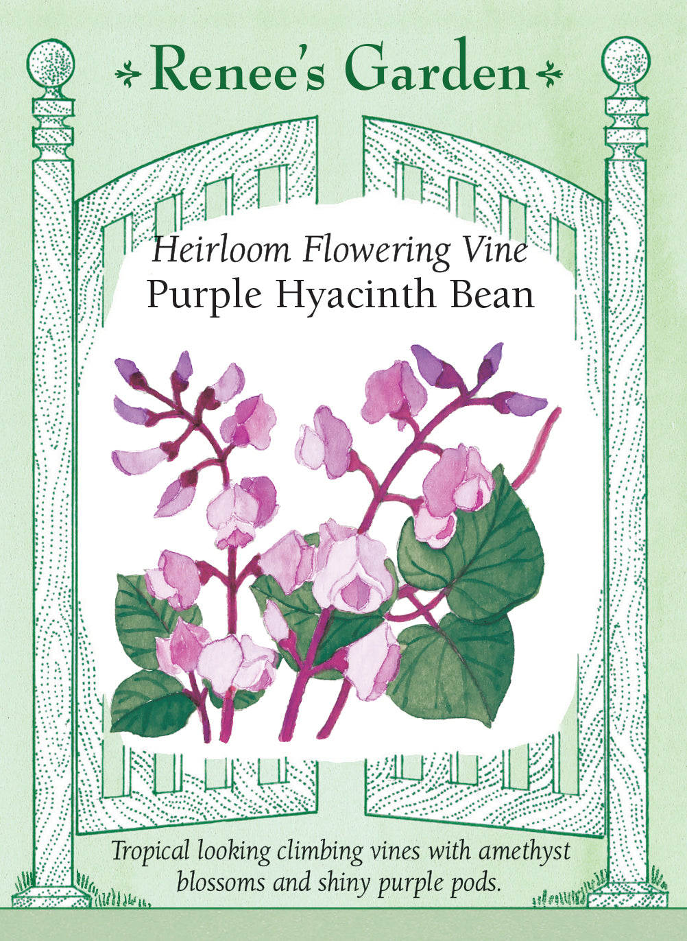 Heirloom Flowering Vine - Purple Hyacinth Bean
