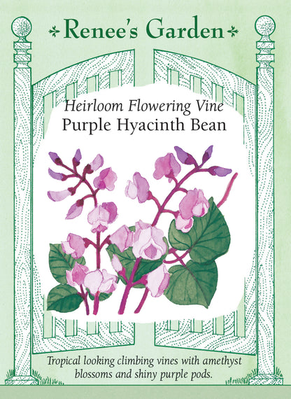 Heirloom Flowering Vine - Purple Hyacinth Bean