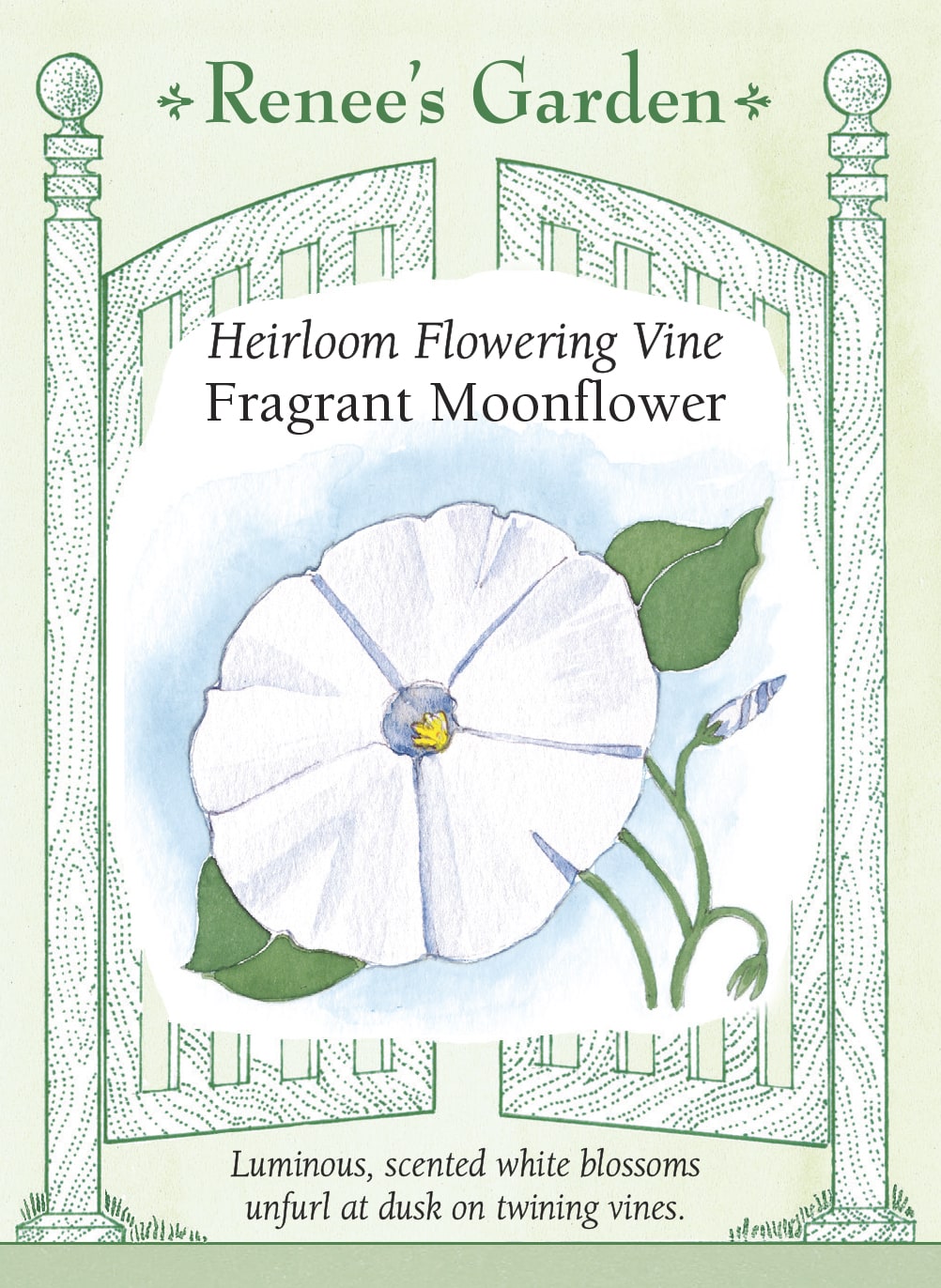 Heirloom Flowering Vine - Fragrant Moonflower