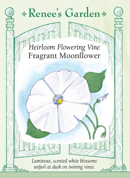 Heirloom Flowering Vine - Fragrant Moonflower