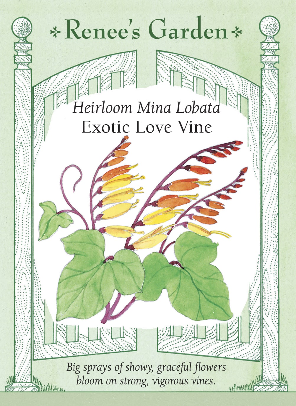 Heirloom Mina Lobata - Exotic Love Vine