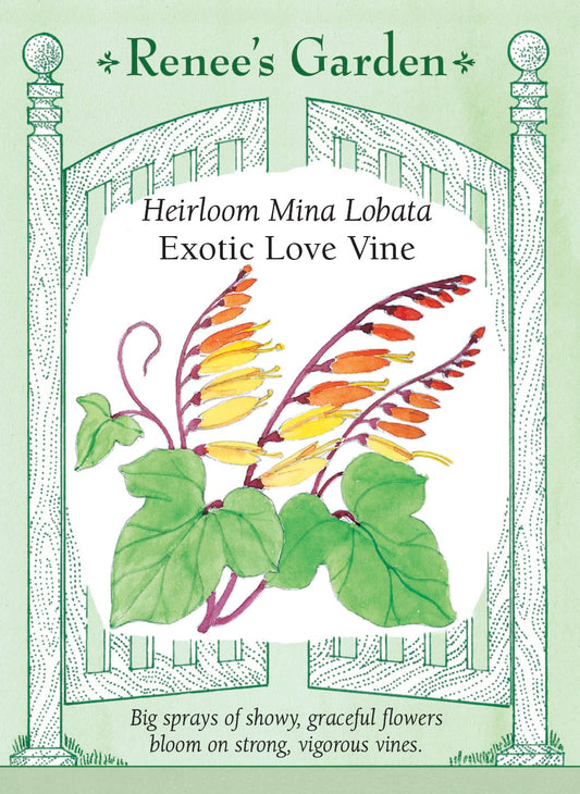 Heirloom Mina Lobata - Exotic Love Vine
