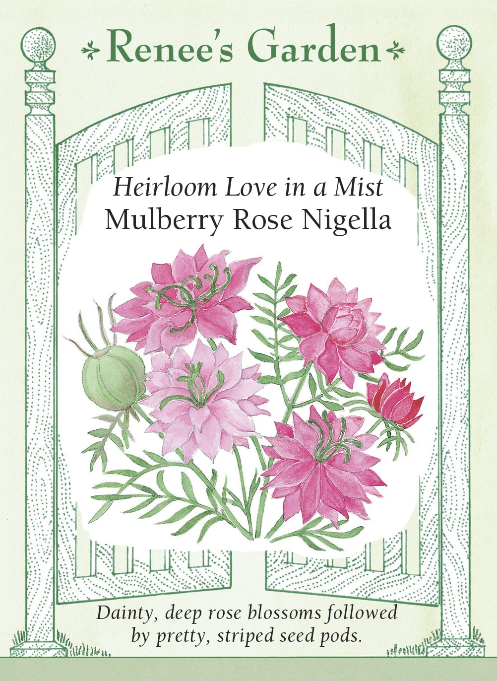 Love in a Mist - Mulberry Rose Nigella