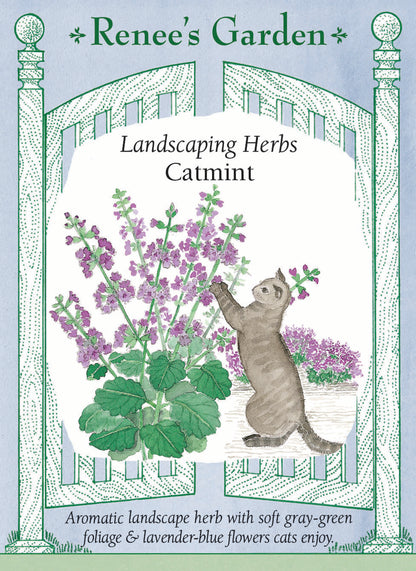 Landscaping Herbs - Catmint