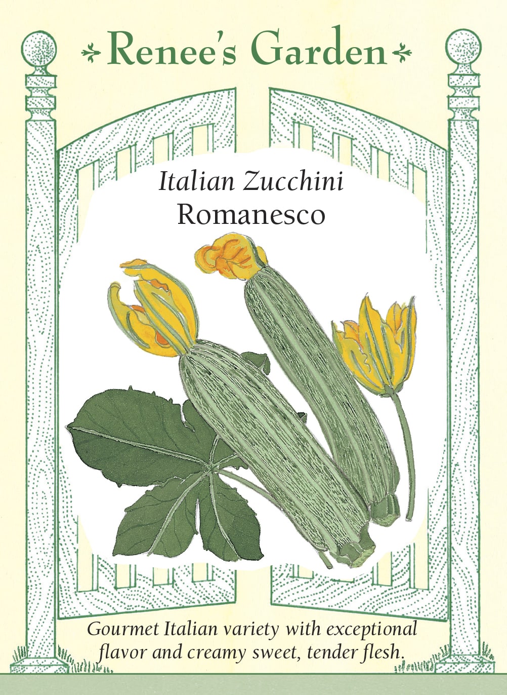Italian Zucchini - Romanesco