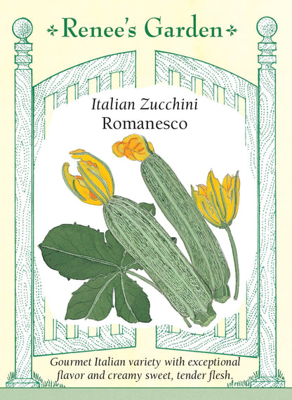 Italian Zucchini - Romanesco