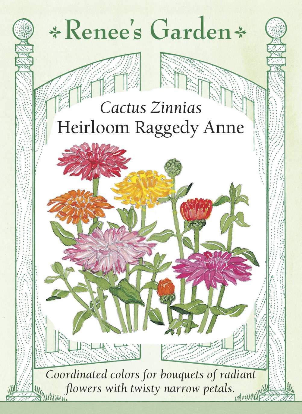 Cactus Zinnias - Heirloom Raggedy Anne