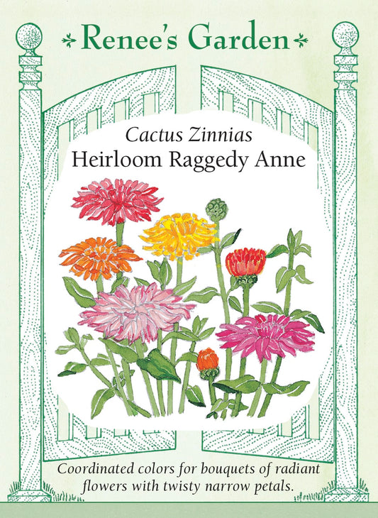 Cactus Zinnias - Heirloom Raggedy Anne