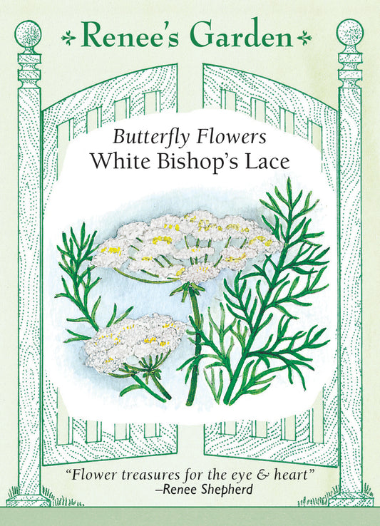 Butterfly Flowers - White Bishop's Lace