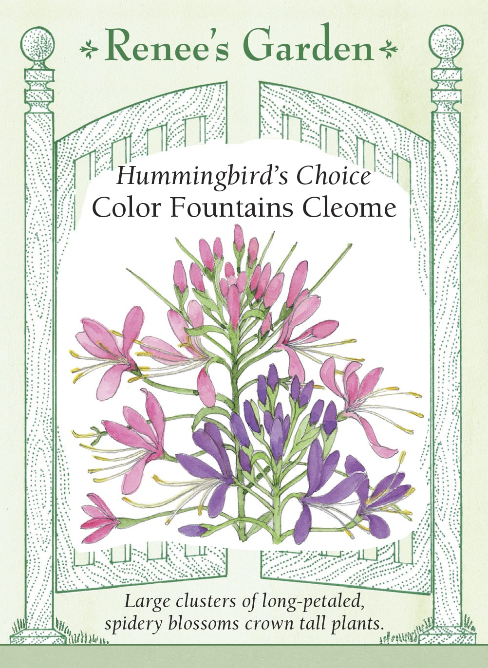 Hummingbird's Choice - Color Fountains Cleome