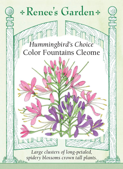 Hummingbird's Choice - Color Fountains Cleome