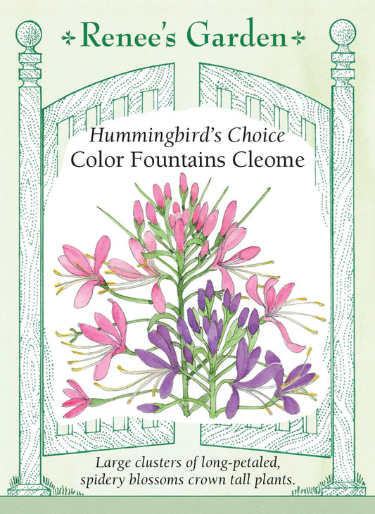 Hummingbird's Choice - Color Fountains Cleome