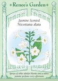 Heirloom Nicotiana - Jasmine Alata