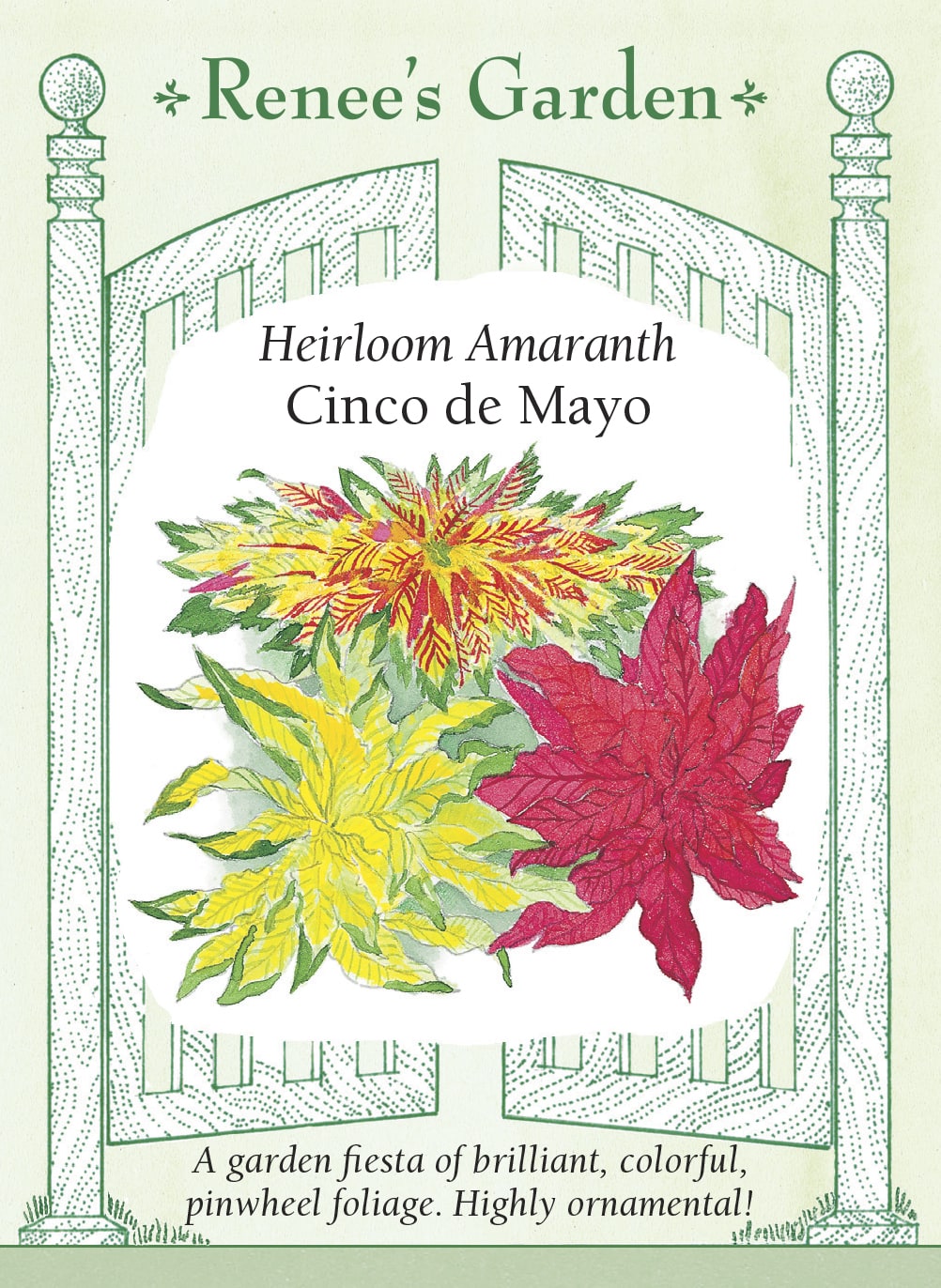 Heirloom Amaranth - Cinco De Mayo