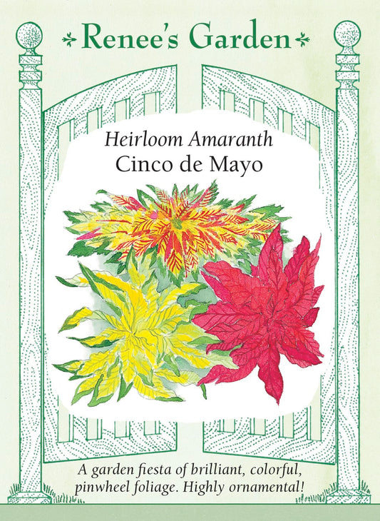 Heirloom Amaranth - Cinco De Mayo