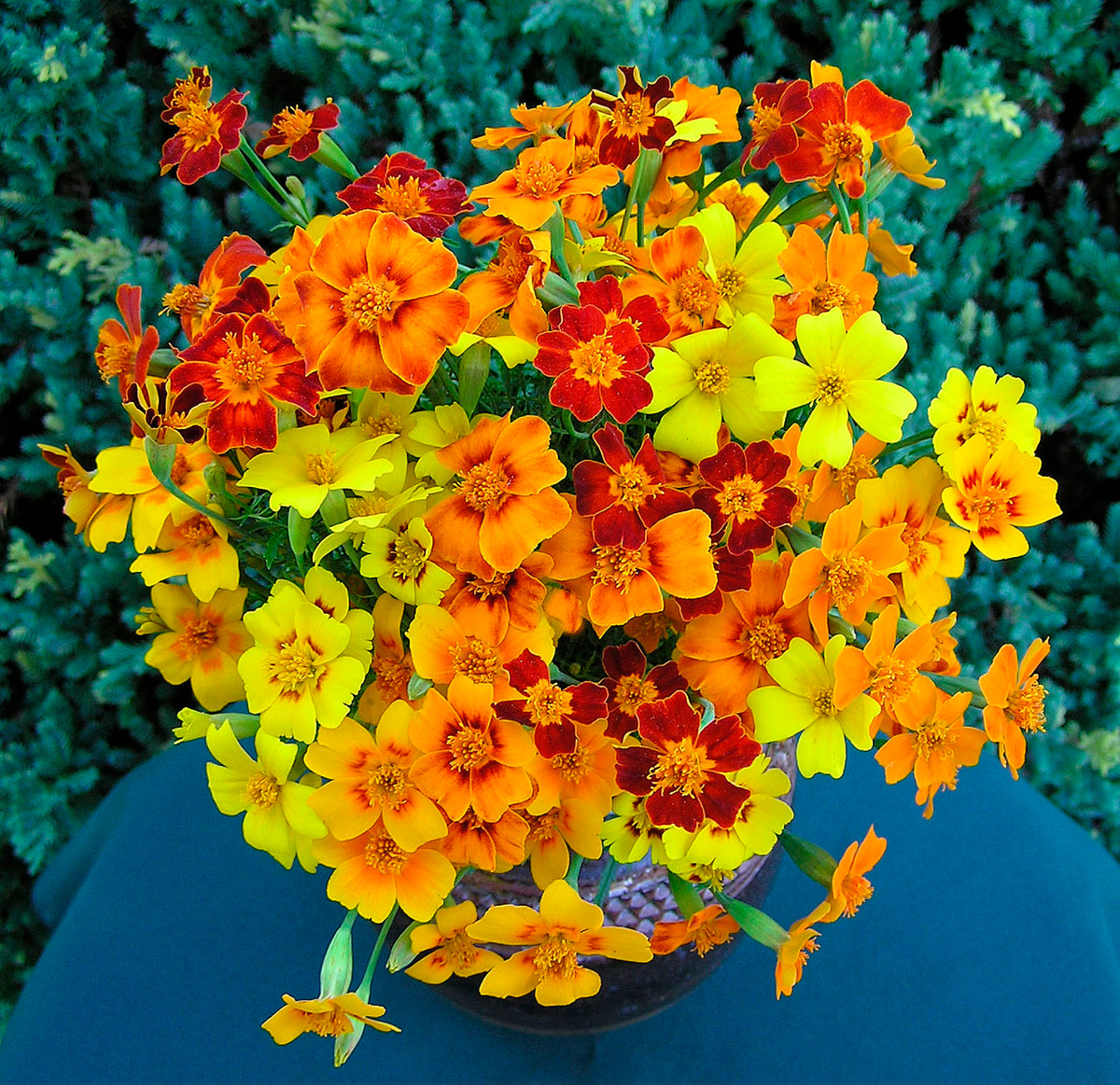 Petite Marigolds - Heirloom Signet Starfire