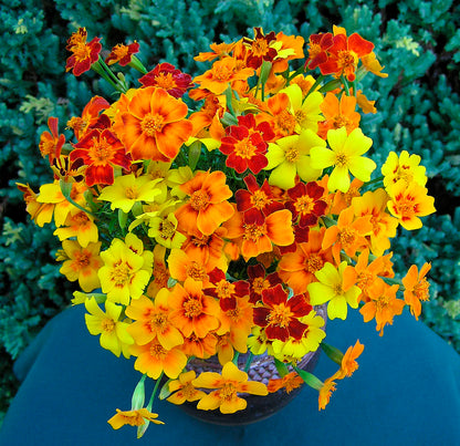 Petite Marigolds - Heirloom Signet Starfire