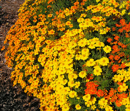 Petite Marigolds - Heirloom Signet Starfire