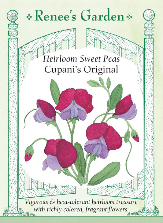 Heirloom Sweet Peas - Cupani's Original