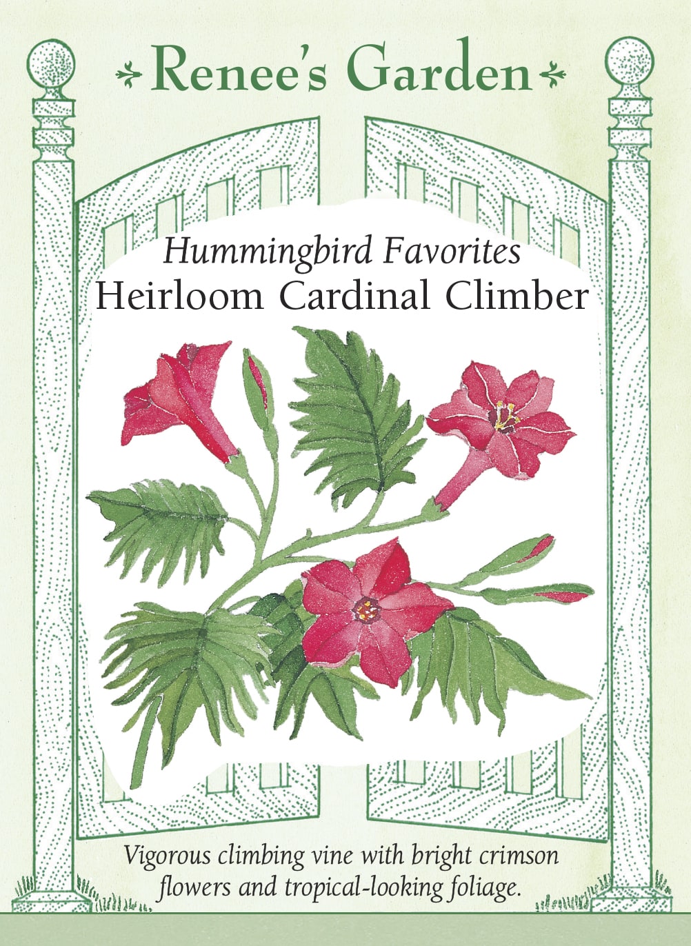 Hummingbird Favorites - Heirloom Cardinal Climber