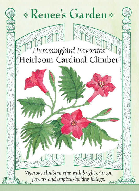 Hummingbird Favorites - Heirloom Cardinal Climber