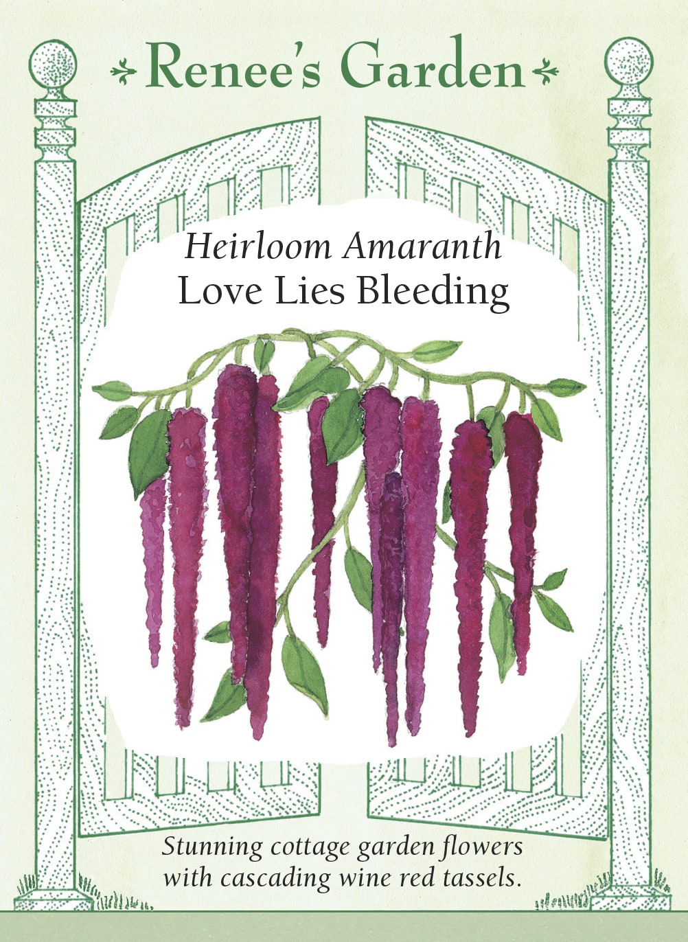 Heirloom Amaranth - Love Lies Bleeding