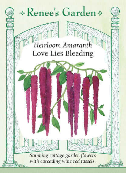 Heirloom Amaranth - Love Lies Bleeding