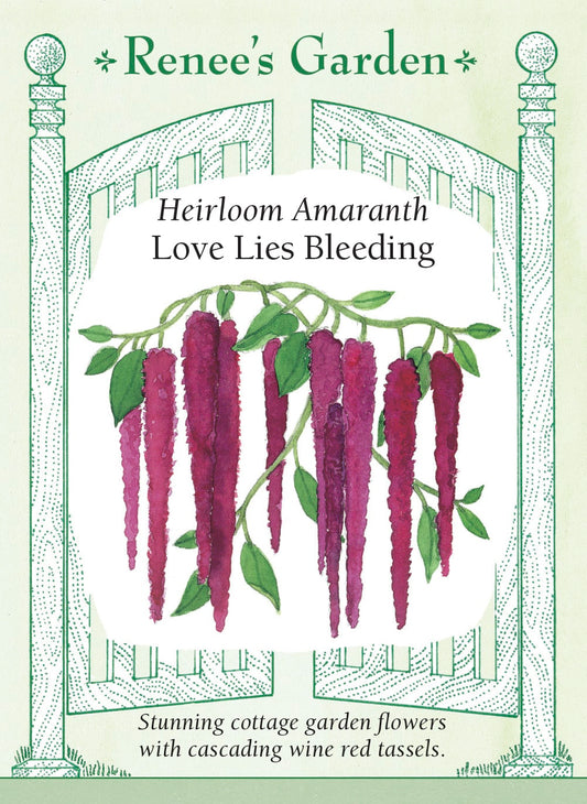 Heirloom Amaranth - Love Lies Bleeding
