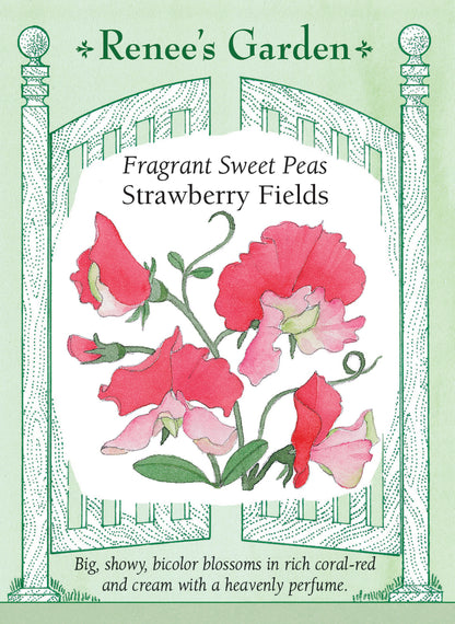 Fragrant Sweet Peas - Strawberry Fields