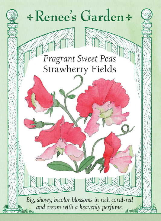 Fragrant Sweet Peas - Strawberry Fields