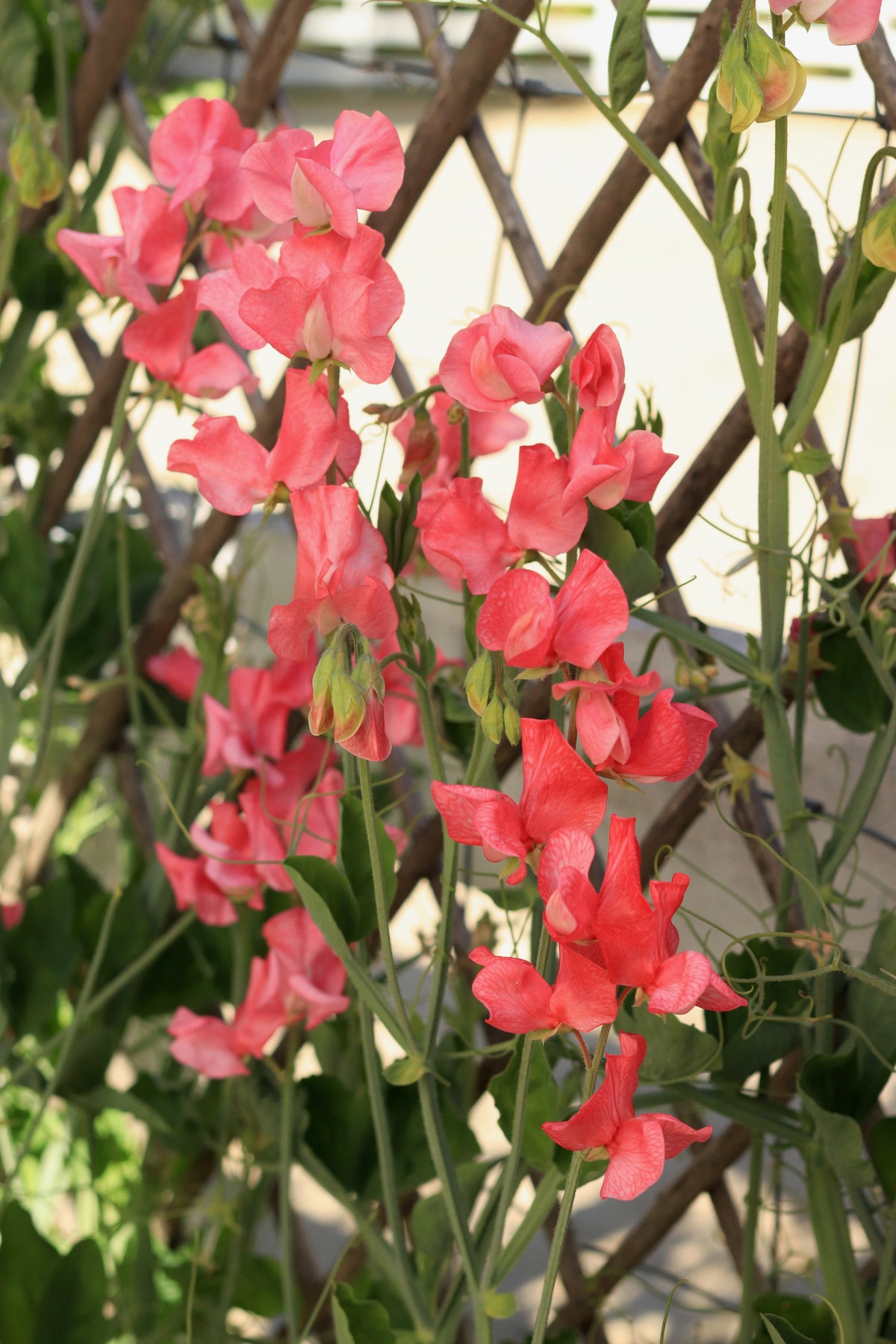 Fragrant Sweet Peas - Strawberry Fields