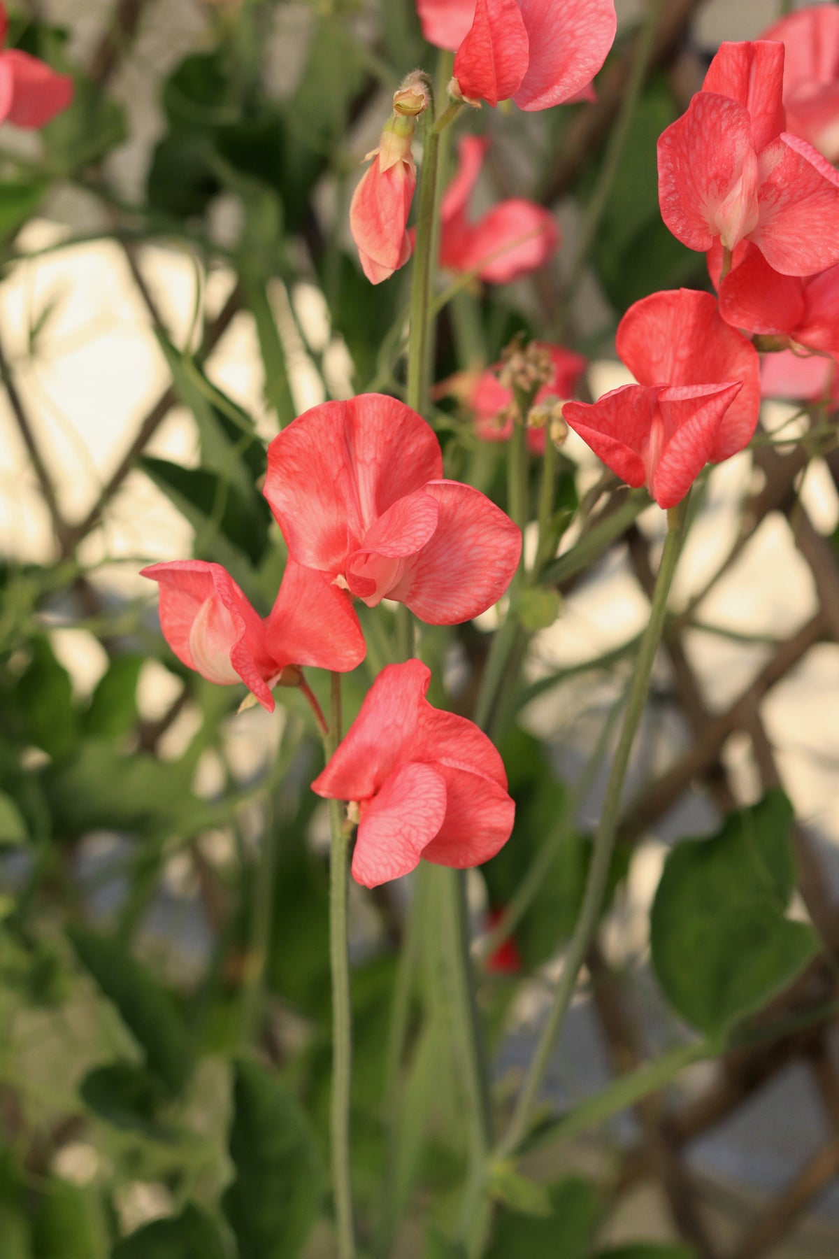 Fragrant Sweet Peas - Strawberry Fields