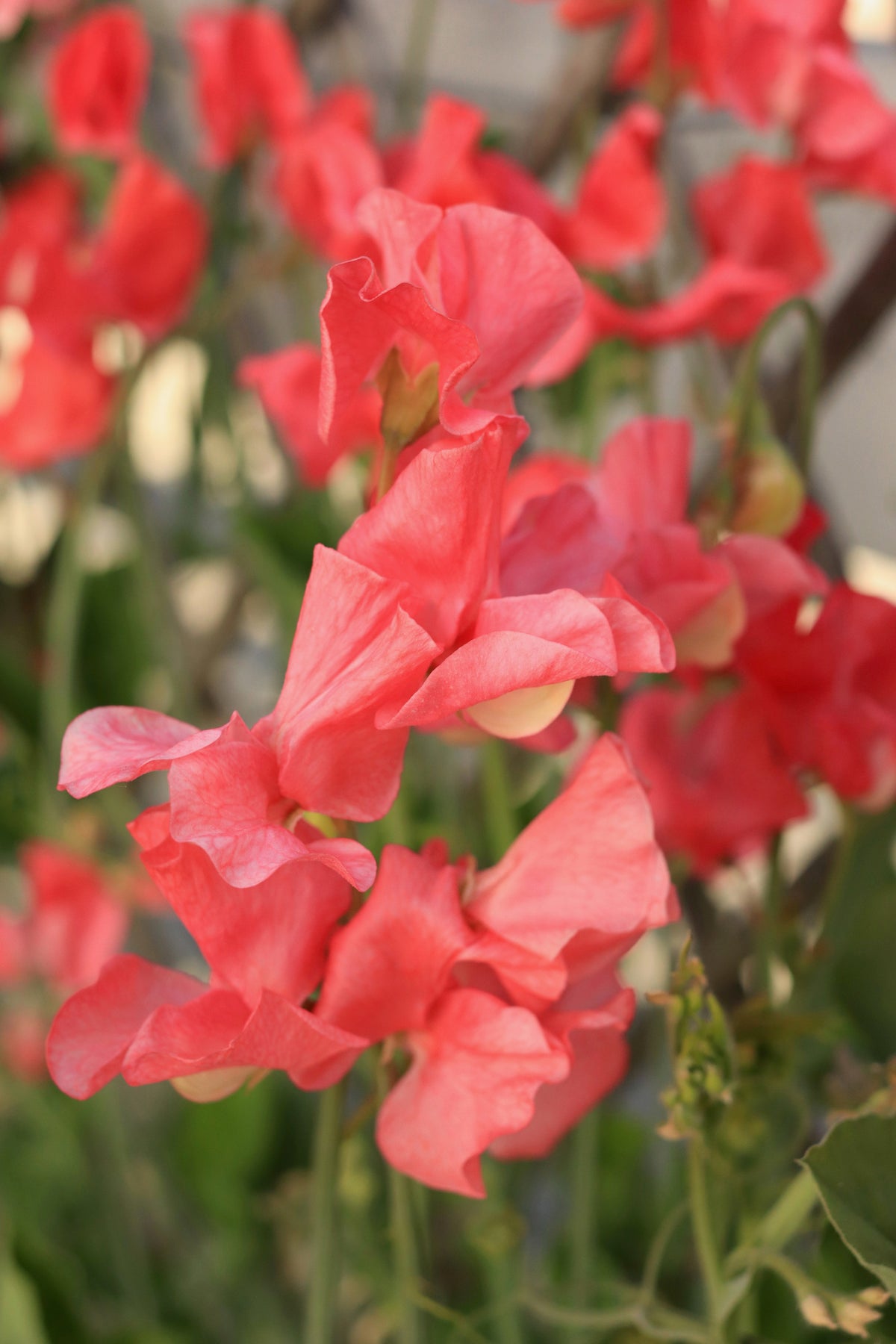 Fragrant Sweet Peas - Strawberry Fields