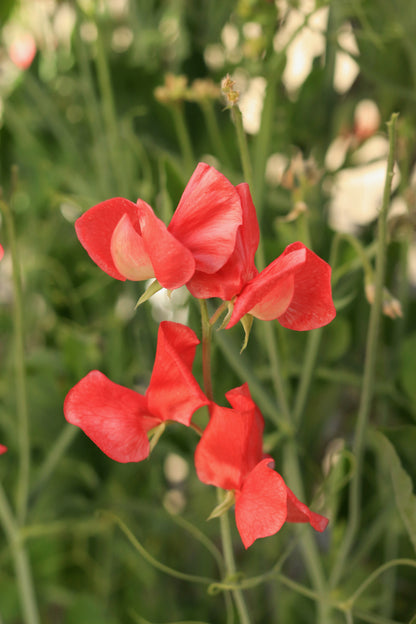 Fragrant Sweet Peas - Strawberry Fields