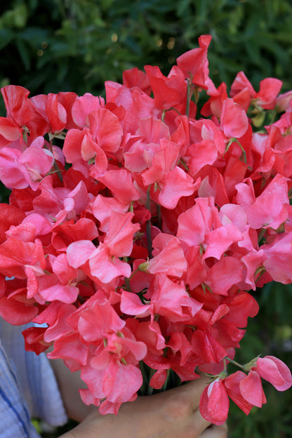 Fragrant Sweet Peas - Strawberry Fields