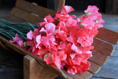 Fragrant Sweet Peas - Strawberry Fields