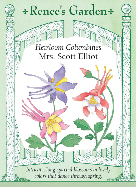 Heirloom Columbines - Mrs. Scott Elliot