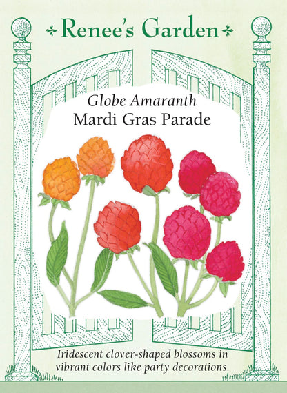 Globe Amaranth - Mardi Gras Parade