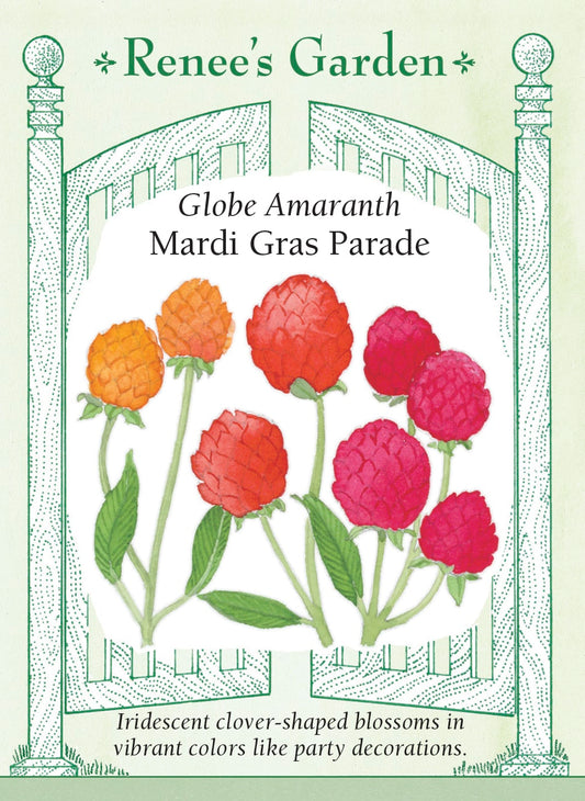 Globe Amaranth - Mardi Gras Parade