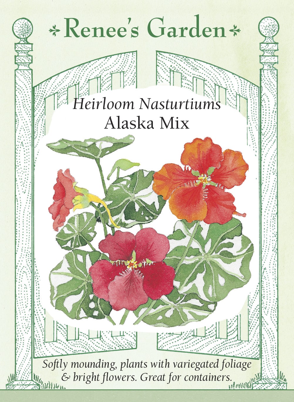 Heirloom Nasturtiums - Alaska Mix