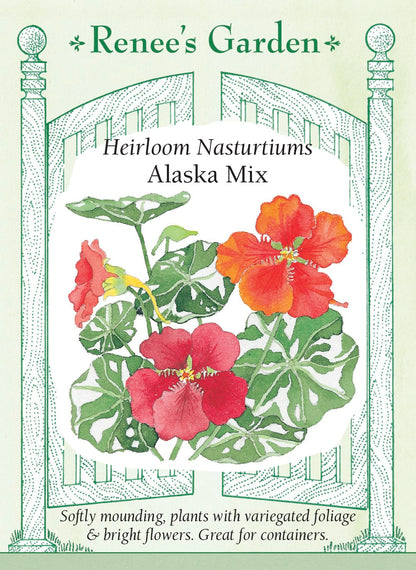 Heirloom Nasturtiums - Alaska Mix
