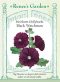 Heirloom Hollyhocks - Black Watchman