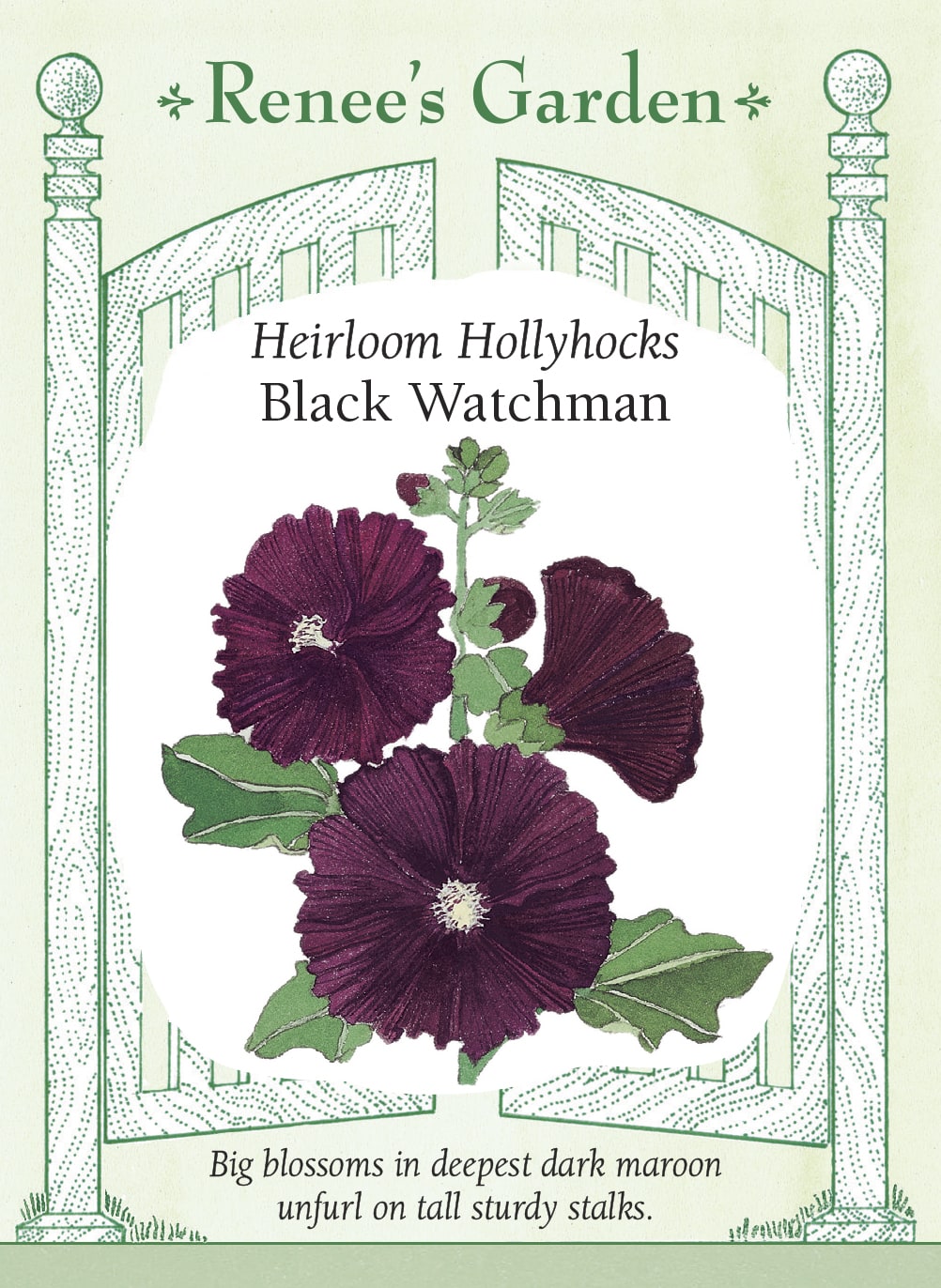 Heirloom Hollyhocks - Black Watchman